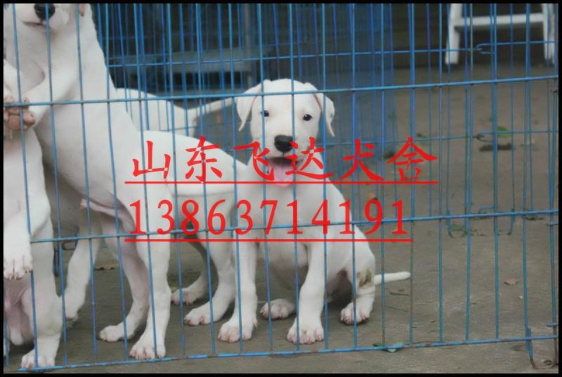供应云南打猎杜高犬的价格，云南哪里有卖杜高犬的狗场