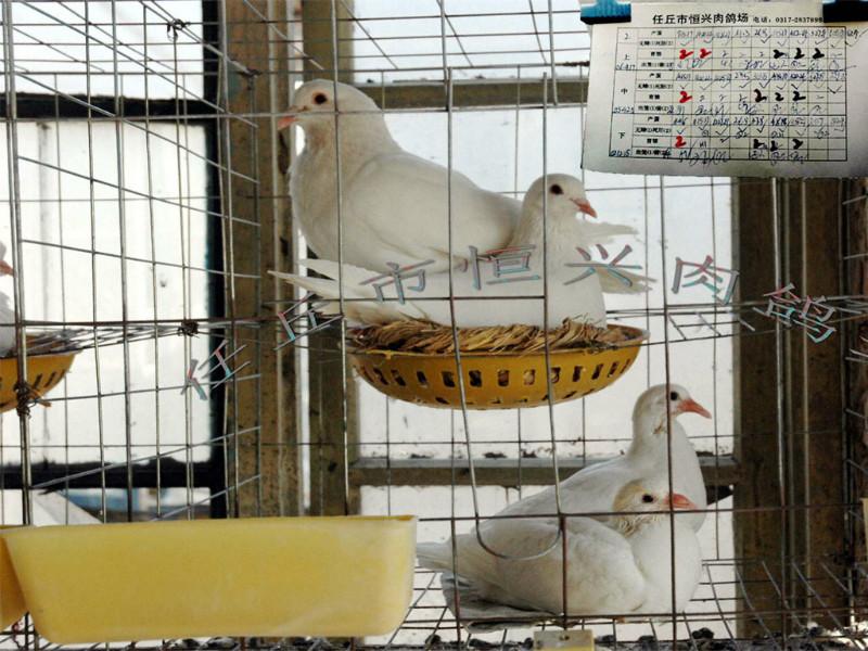 河北肉鸽养殖鸽子场特种动物白王鸽批发