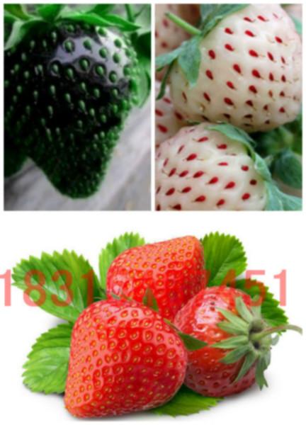 泰安市四季草莓苗多少钱厂家