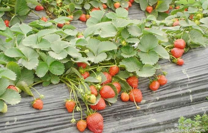 供应江苏优质草莓苗基地报价，哪里有草莓苗卖，草莓苗种植技术图片