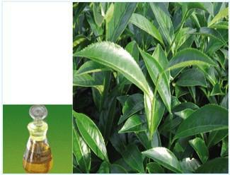 供应厂家生产医用茶树油批发，厂家生产医用茶树油价格