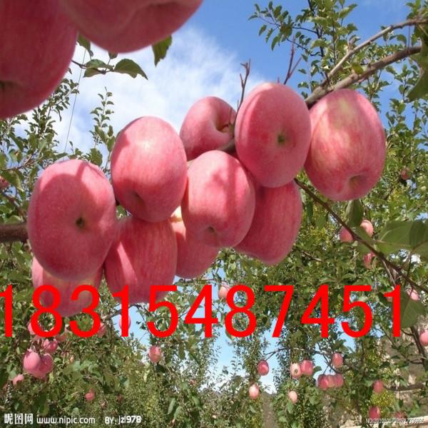 供应红富士苹果苗/矮化红富士苹果苗/烟台红富士苹果苗