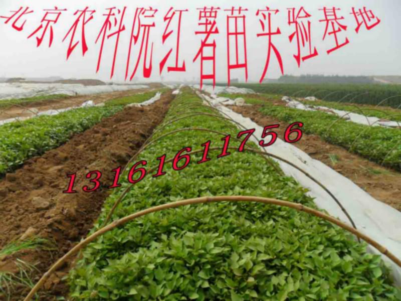 北京市紫薯种子厂家供应紫薯种子/短蔓紫皮紫心地瓜种