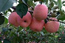 供应苹果树，苹果树苗木价格，苹果树苗木报价