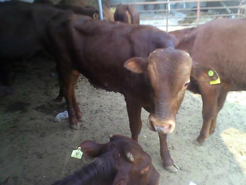 供应用于肉牛的供应利木赞牛-肉牛犊-种牛养殖利木赞牛养殖基地提供技术图片