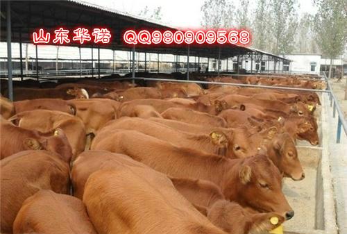菏泽市肉牛厂家供应肉牛最新价格 肉牛养殖基地 肉牛养殖技术