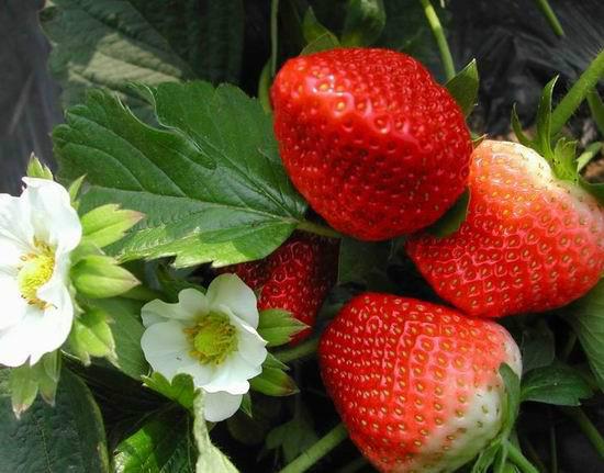 供应北京奶油草莓