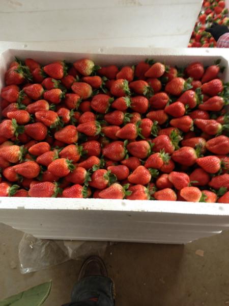 供应上海奶油草莓
