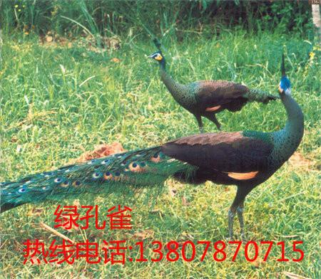 供应广西省2015年孔雀苗出售孔雀价格、广西南宁孔雀苗广西南宁蓝孔雀养殖
