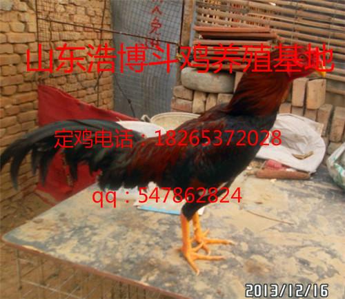 供应云南哪里有卖纯种越南斗鸡的，斗鸡苗斗鸡种蛋