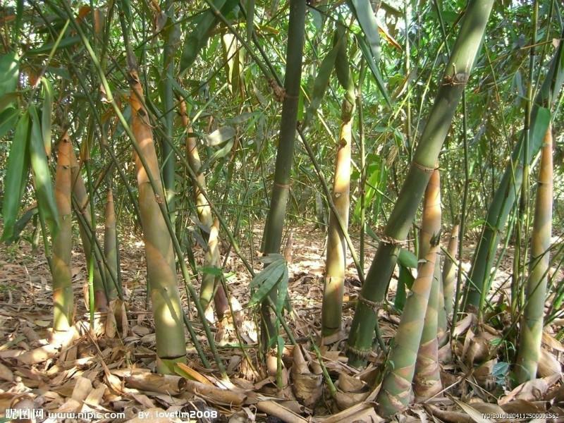 供应竹子园林绿化用途绿化栽培种植