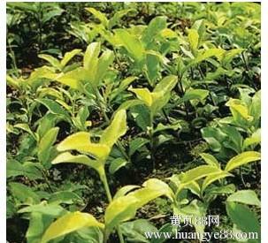供应医用茶树油最好的厂家，医用茶树油厂家生产图片