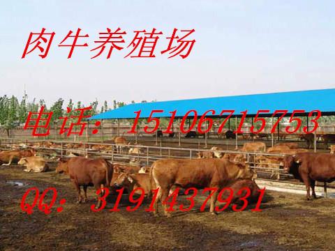 供应广东肉牛的饲料多少钱 广东肉牛的饲料