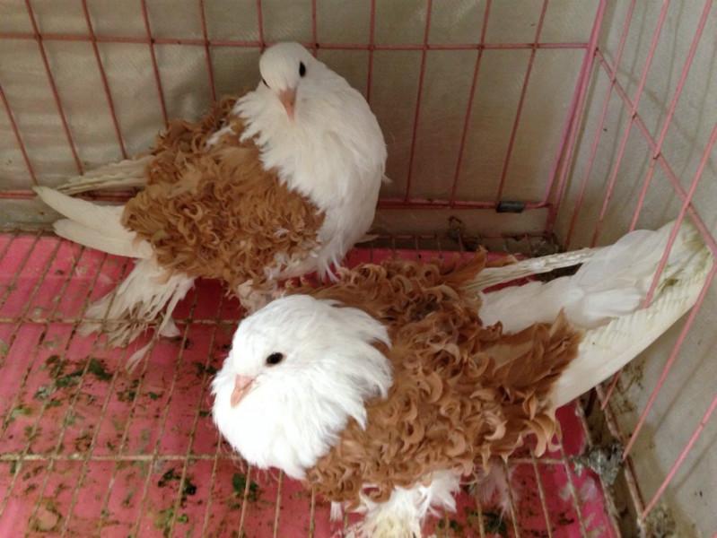 供应芙蓉鸽养殖场种鸽价格
