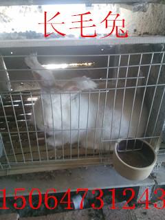 供应长毛兔珍珠系种兔价格吉林省有珍珠系长毛兔养殖场吗