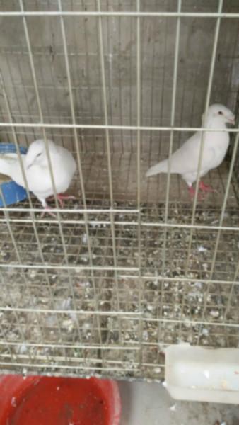 供应肉鸽养殖的夏季管理
