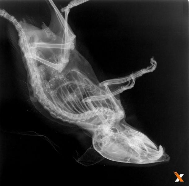供应美国微焦点X射线小动物成像系统UltraFocus100