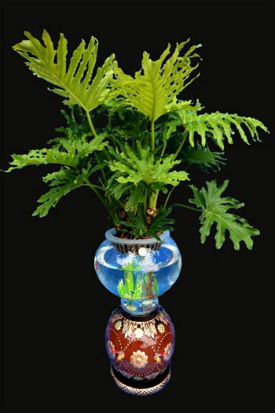 供应9440直筒水培花瓶，凯奇盆艺专利花瓶， 花鱼共生玻璃瓶，水培花卉