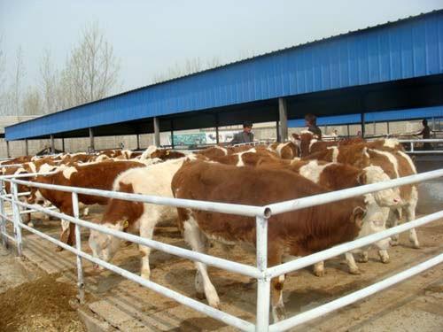 重庆的牛价格批发