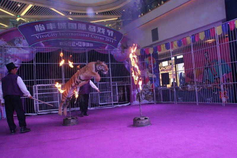 广州市广州马戏团表演/马戏团动物出租厂家