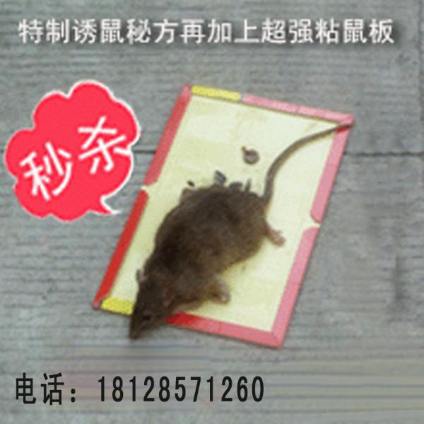 供应用于灭老鼠的老鼠屋诱饵盒  毒鼠屋捕鼠器