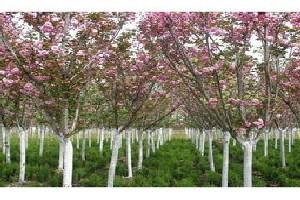 供应绿化树苗日本速生樱花图片