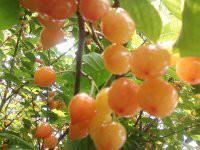 供应大樱桃-大樱桃批发-大樱桃代收 中国栽培的甜樱桃品种主要为欧美品图片