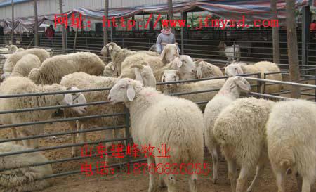 小尾寒羊活羊价格羊养殖利润供应小尾寒羊活羊价格羊养殖利润