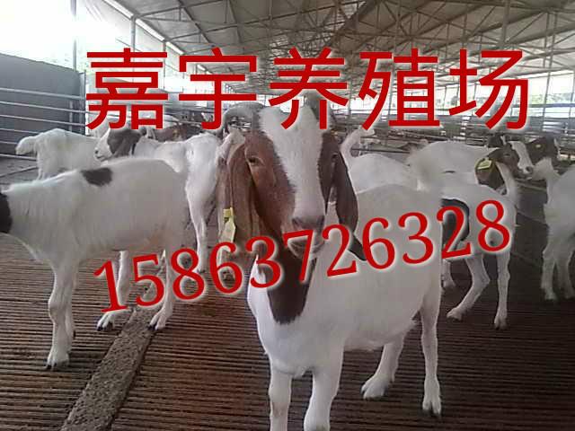 济宁市山东大型牛羊驴交易市场厂家供应山东大型牛羊驴交易市场