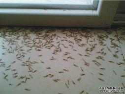 昆明灭白蚁公司-昆明灭虫害服务公司电话-灭四害-鼠虫防治