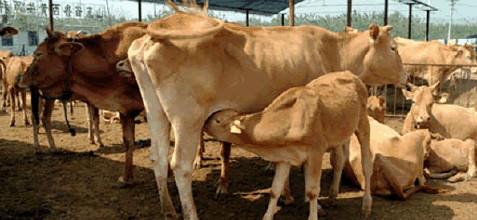 供应杭州肉牛生产加工肉牛价格肉牛犊利润分析
