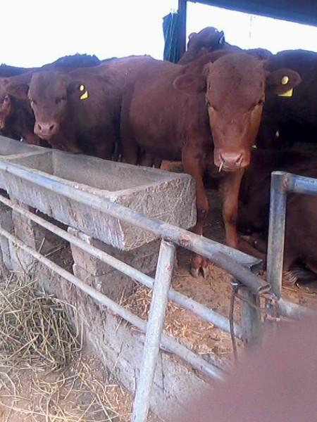 供应黄牛多少钱一头肉牛崽价格咨询百泰牧业大型肉牛养殖场