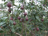 供应考密斯梨苗价格，美国红梨树最低价格，哪里有考密斯梨树苗
