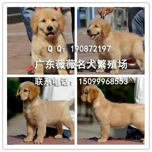 供应广州纯种金毛犬 正规狗场出售 售后三包