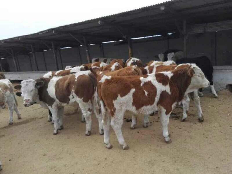 供应忻州肉牛品种-肉牛养殖场图片