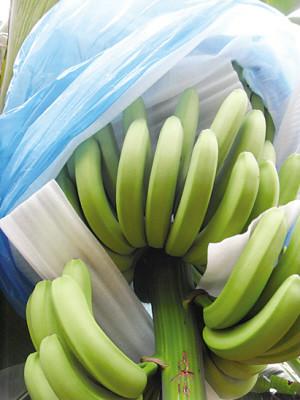供应珍珠棉香蕉网套生产线珍珠棉香蕉网套设备   香蕉防蚊虫套袋机械设备