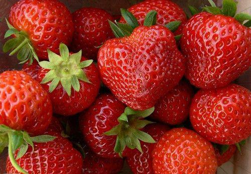 供应用于的甜宝草莓苗今年厂家低价格出售图片