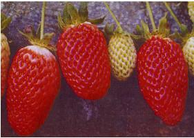 供应用于产果的山东红颜草莓苗今年厂家图片
