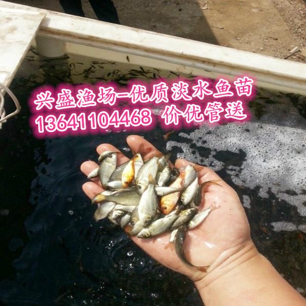 北京市草鱼苗出售、鲤鱼苗出售厂家