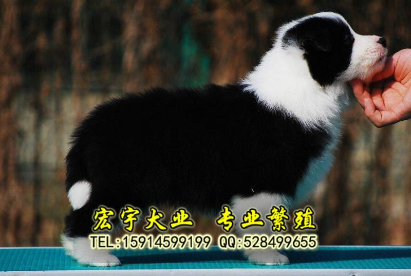 广州哪里有卖边境牧羊犬1 纯种边境牧羊犬多少钱图片