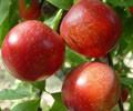 供应山东油桃批发市场价格，山东油桃大量供应，品种新鲜价格便宜