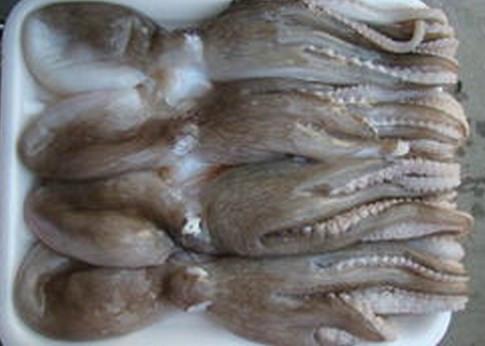 精品印度冷冻章鱼供应精品印度冷冻章鱼质量好服务周到全国配送