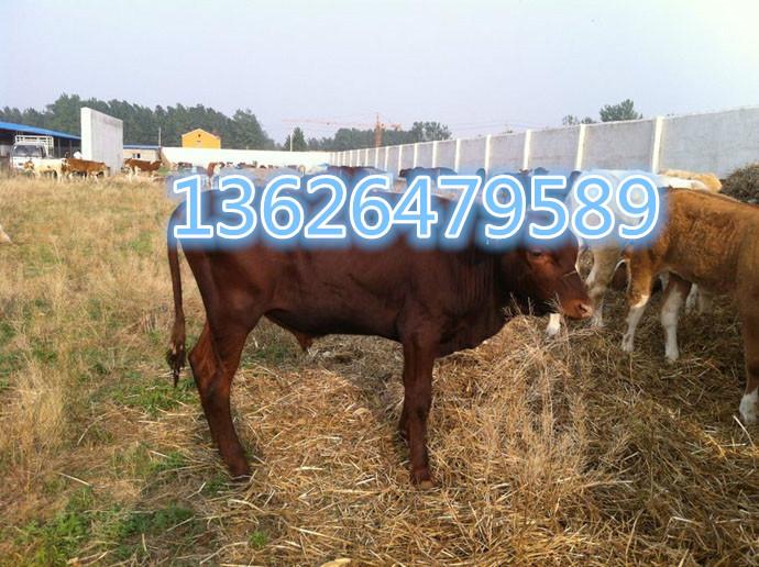 供应鲁西黄牛公牛，提供鲁西黄牛价格,鲁西黄牛养殖技术