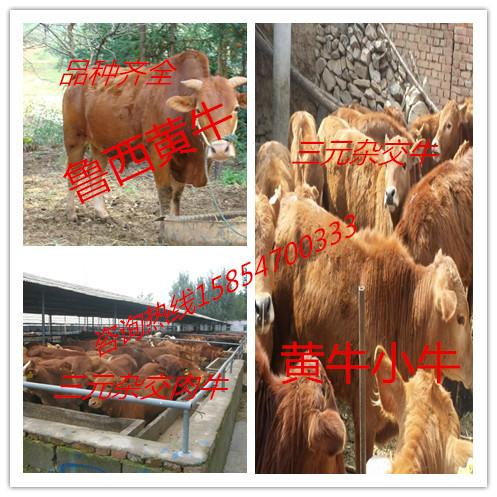 贵州黄牛养殖场批发