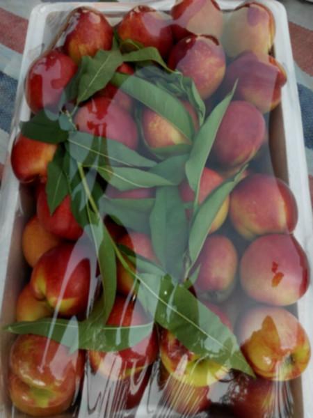 供应大棚油桃基地价格   山东油桃现在什么价格  哪里的油桃便宜