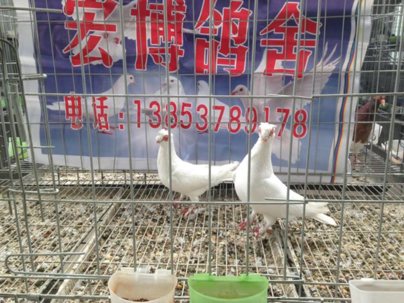 供应北京头型鸽多少钱一对，宏博观赏鸽出售马头鸽蛇头鸽