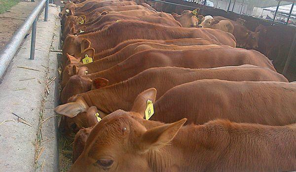 供应鲁西黄牛小牛的最新价格养殖技术