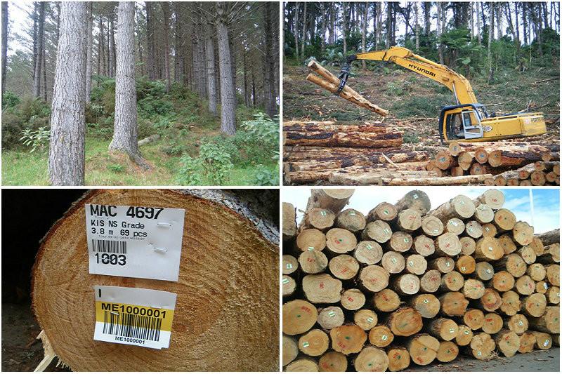 供应批发工地木方 建筑木方松木木方进口松木木方
