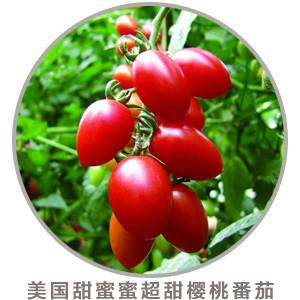 供应进口西红柿樱桃番茄农场进口番茄批发特色番茄基地小番茄种植