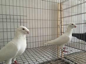 新疆哪里有出售特别观赏鸽的元宝鸽价格多少钱一对头型鸽图片